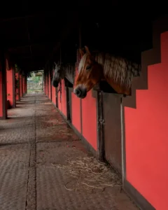 Caballerizas y caballos del club ecuestre de Residencial San José
